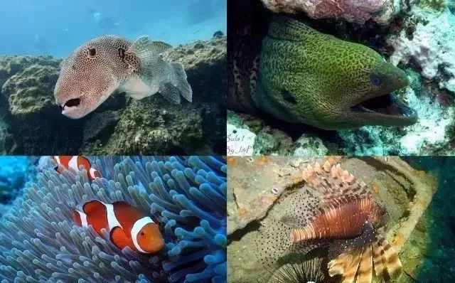 酷潜潜水普吉岛,普吉岛潜水不会游泳可以潜吗