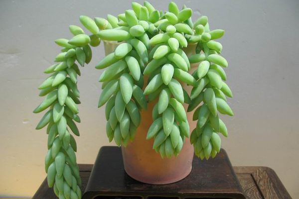 划划手机养养眼，让多肉美拍缓解你的疲劳，静下来明天再出发！