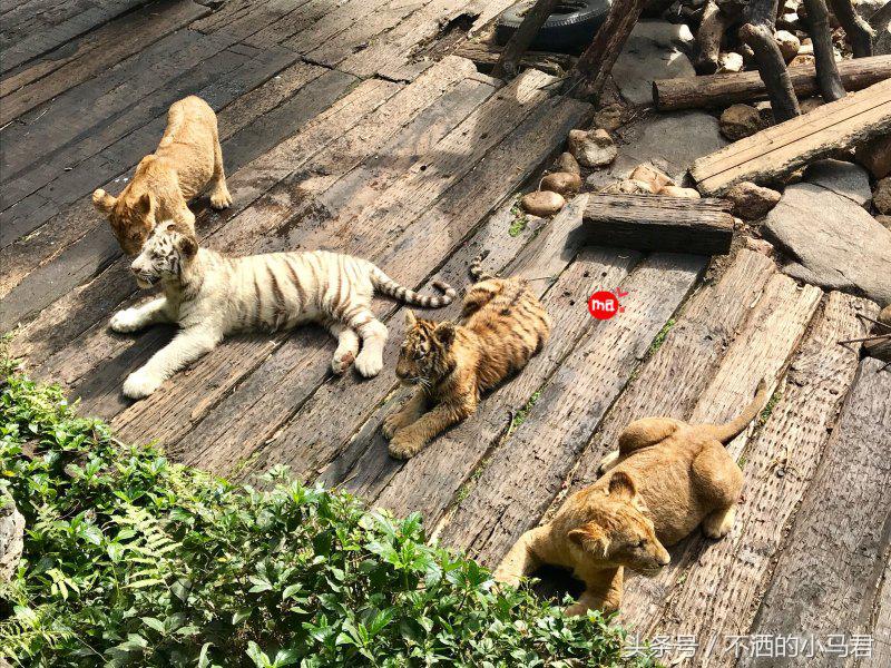 长隆野生动物园3天2晚亲子游,广州长隆野生动物园亲子游攻略