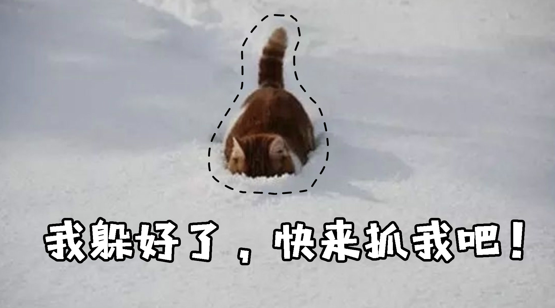狗和猫的不同点有哪些,狗和猫在雪中的脚印有什么区别