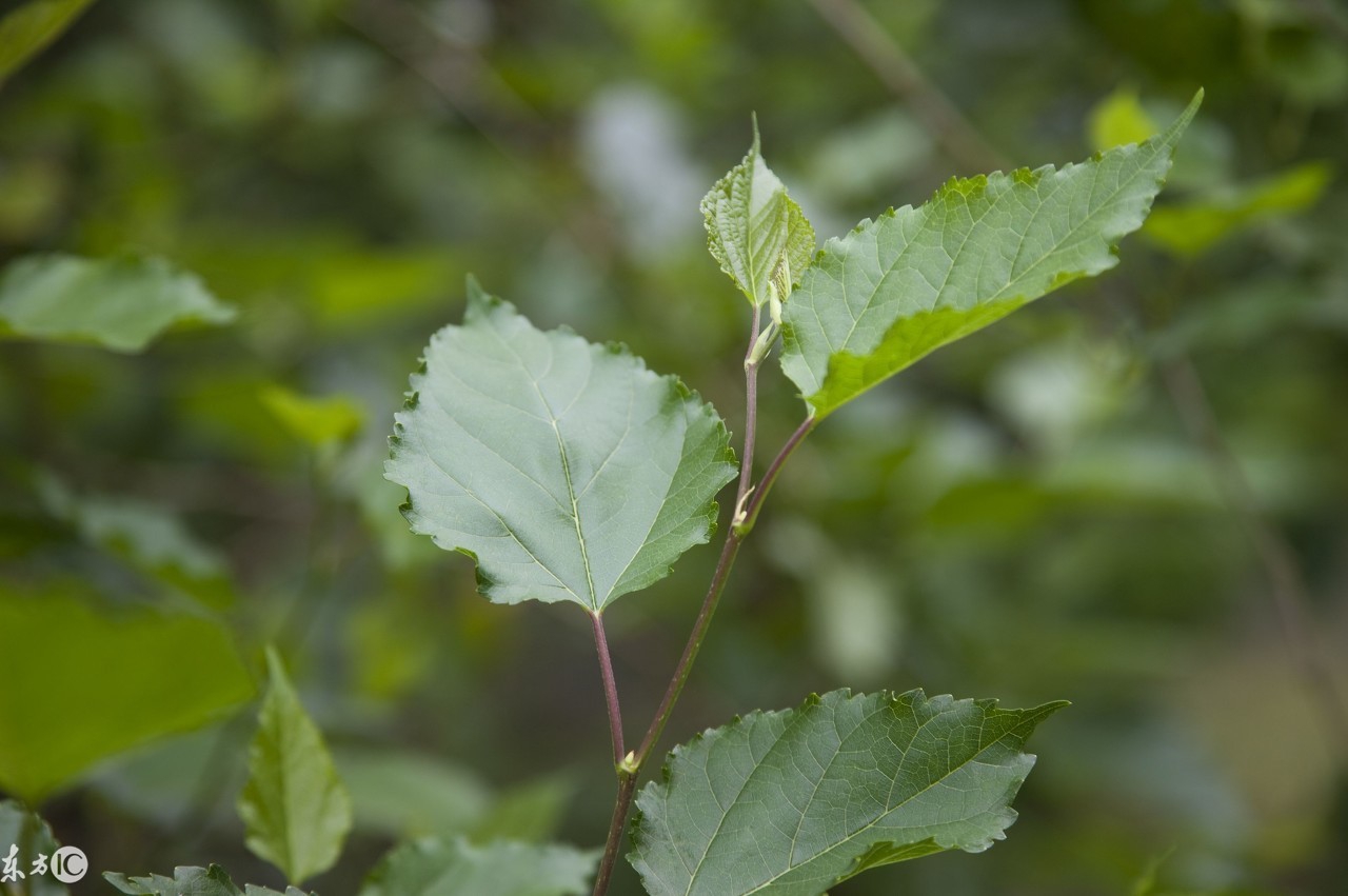 糖尿病人能喝什么茶帮助降糖,糖尿病可以喝茶调节吗
