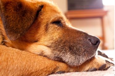 当你的宠物老了病了还能玩耍吗,宠物老了怎么办