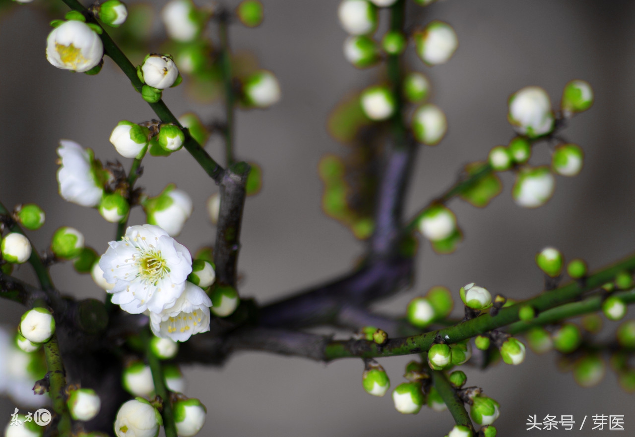 伤寒杂病论怎么治热寒,黄帝内经伤寒杂病论全文