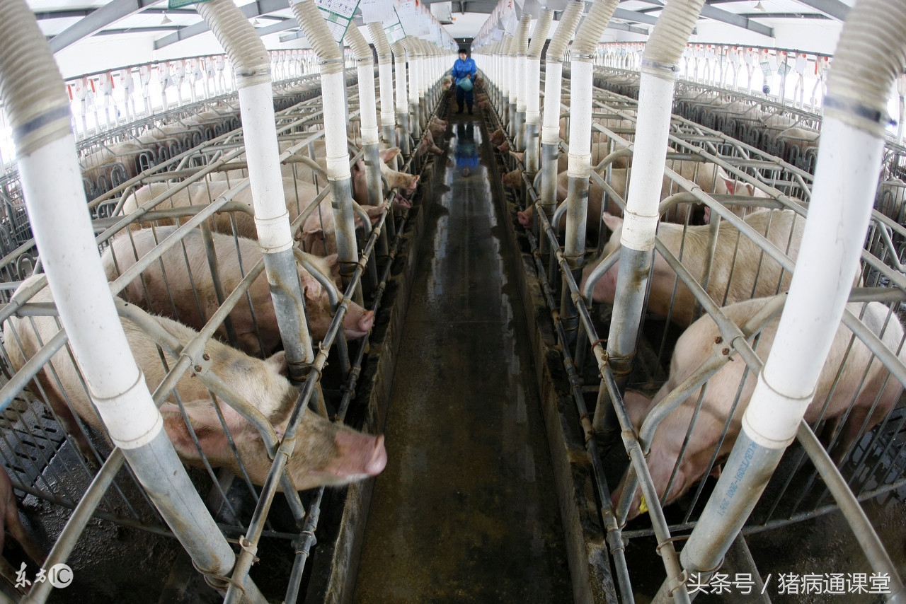 养猪水泥漏粪板怎么铺好,养猪漏粪板什么材料最好