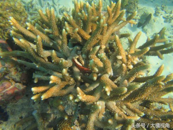 仙本那海岛游玩,仙本那海岛度假