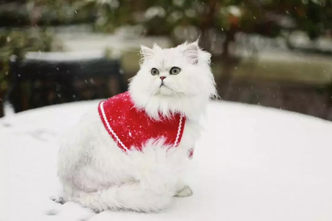狗和猫的不同点有哪些,狗和猫在雪中的脚印有什么区别