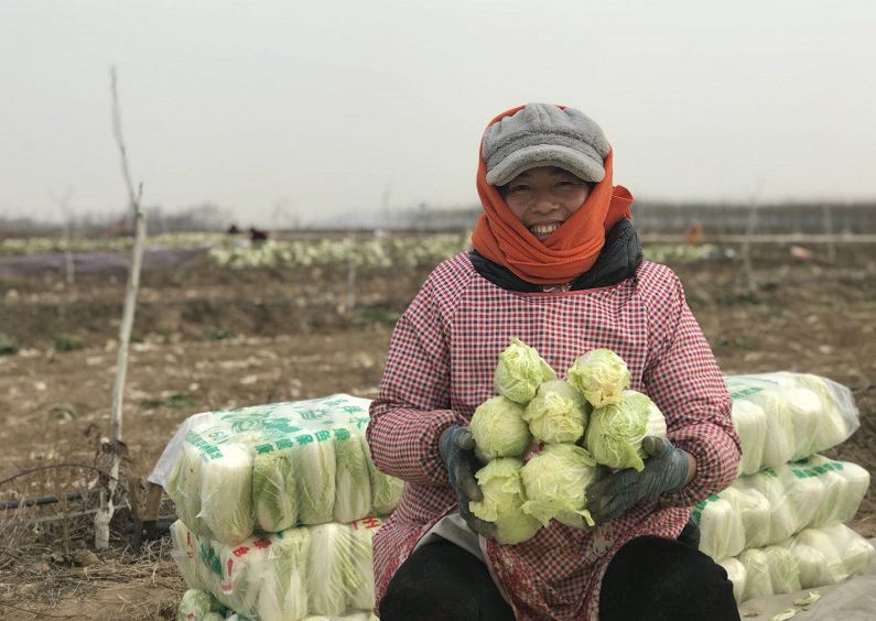 美菜在行动｜郑州美菜订单15000斤娃娃菜，现已发车！