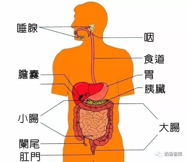 宝宝消化吸收不好太瘦怎么调理,宝宝铁吸收不好拉绿便便怎么办