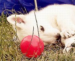 北大校训自强不息厚德载物,北大的10条校训是什么