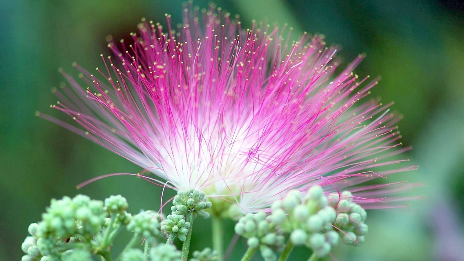 *欢合**花药膳食疗安神解郁之妙