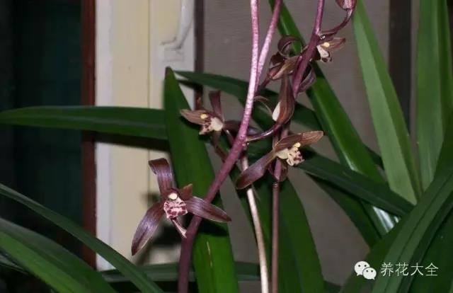 自然界中仅有的八种黑色的花,23种黑色花图片