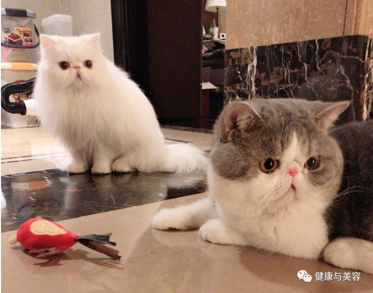 比起范冰冰15000元的猫咪，更羡慕她身后一柜子的化妆品！