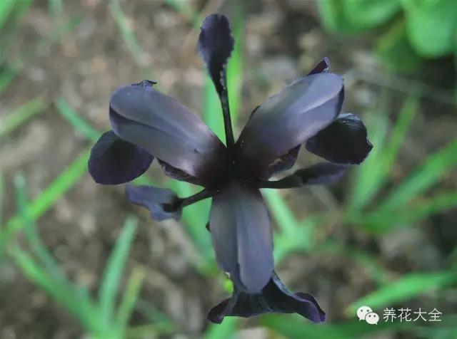自然界中仅有的八种黑色的花,23种黑色花图片
