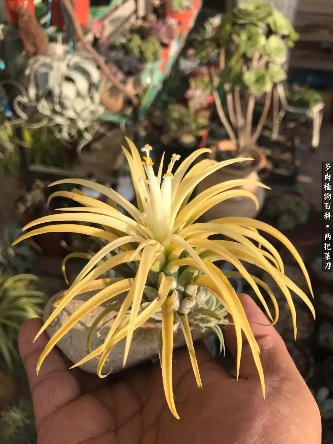 空气凤梨鸡毛掸夏天怎么养护,空气凤梨烂根切除了怎么养护