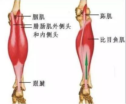 为什么要锻炼腿部肌肉,为什么锻炼小腿痛