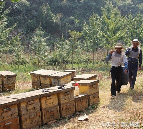 蜂农的心声,记录蜂农生活点滴