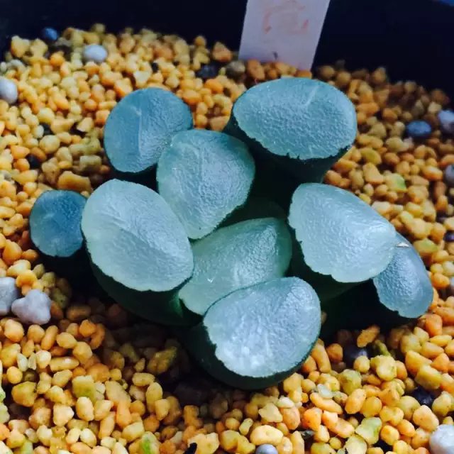 多肉水泡海豹老桩状态,库伯与海豹的区别