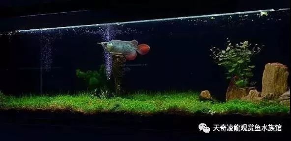 草缸龙鱼,龙鱼裸缸好还是草缸好