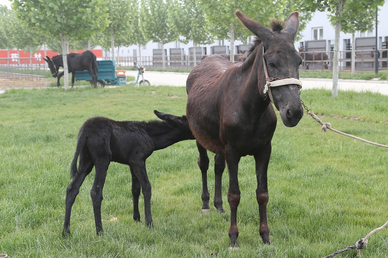 驴难产怎么防治,母驴流产的症状