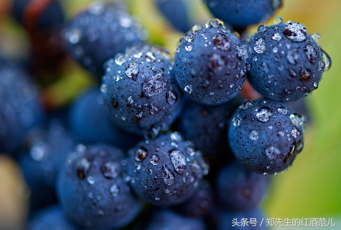 红酒france是什么意思,红酒酒标上的aoc是什么