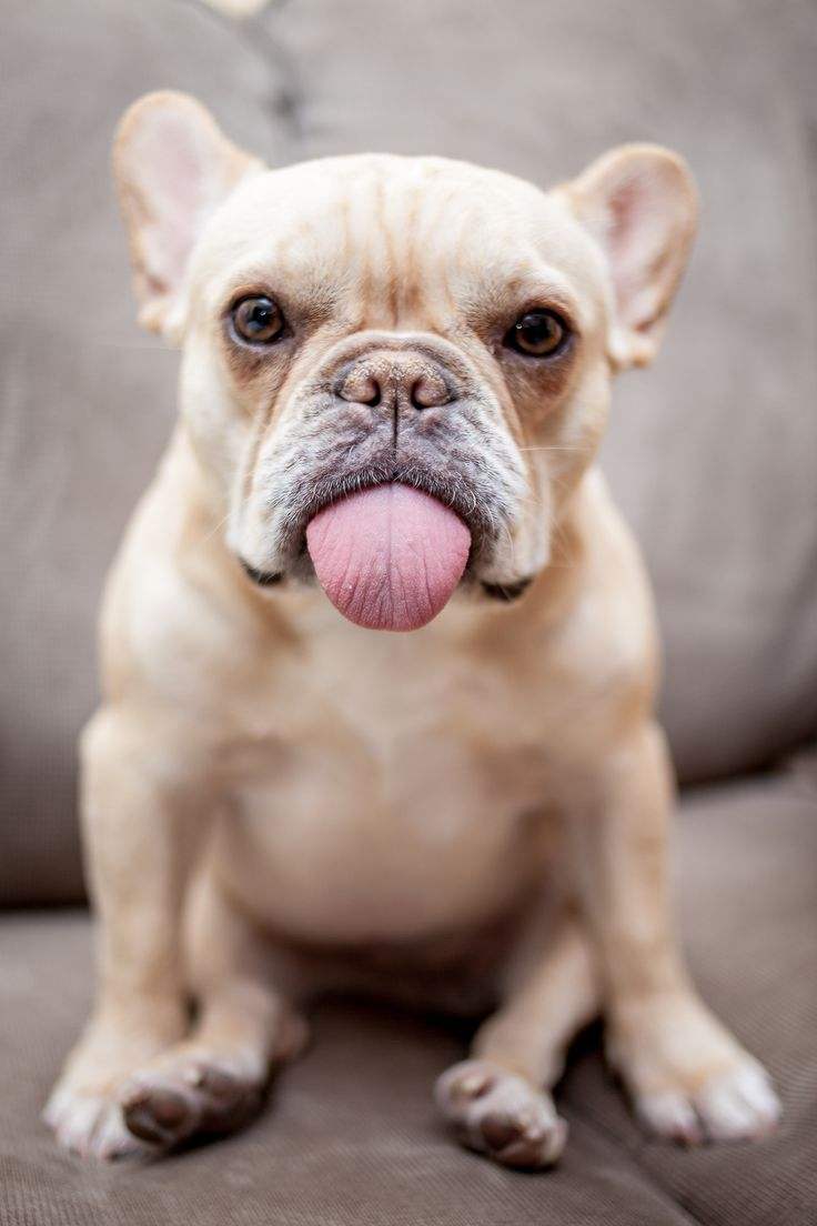 狗狗舔你时会有细菌吗,狗狗老是舔你怎么纠正