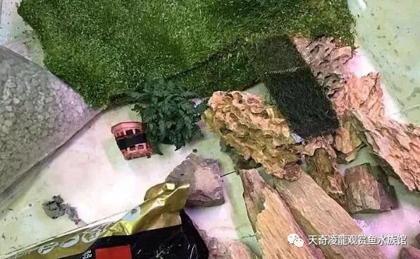 草缸龙鱼,龙鱼裸缸好还是草缸好