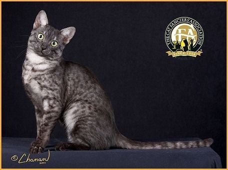 喵星人的3种类型,喵星人类型对照表