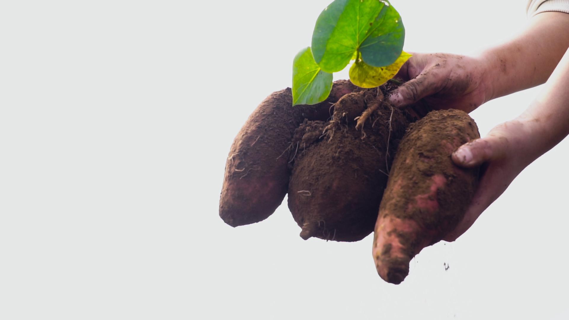 泉城烤薯教给你怎么防御甘薯黑斑病