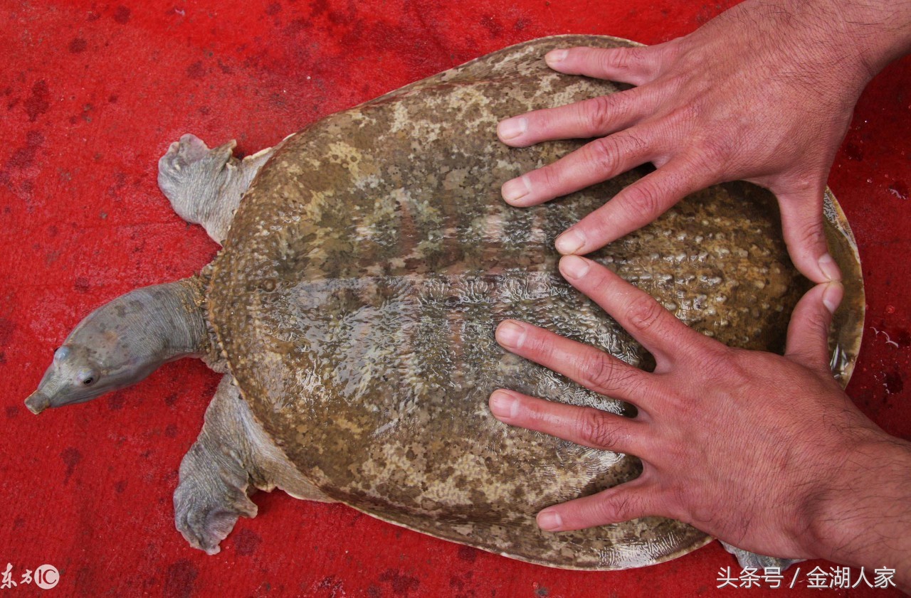 甲鱼的养殖方法与技术,甲鱼养殖方法和技巧