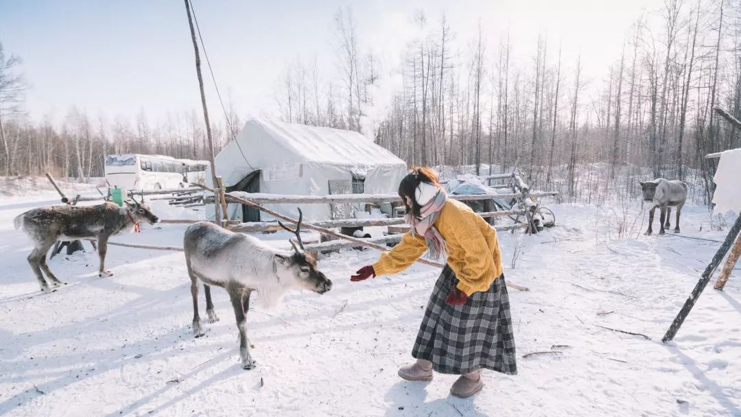 敖鲁古雅驯鹿部落开放季节,敖鲁古雅驯鹿部落美景