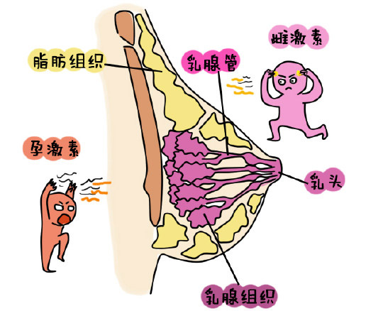 孕妇哺乳文胸选择,哺乳内衣小胸聚拢新款高档文胸
