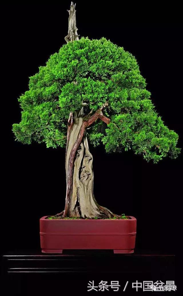 经典盆景欣赏,欣赏盆景感悟怎么写