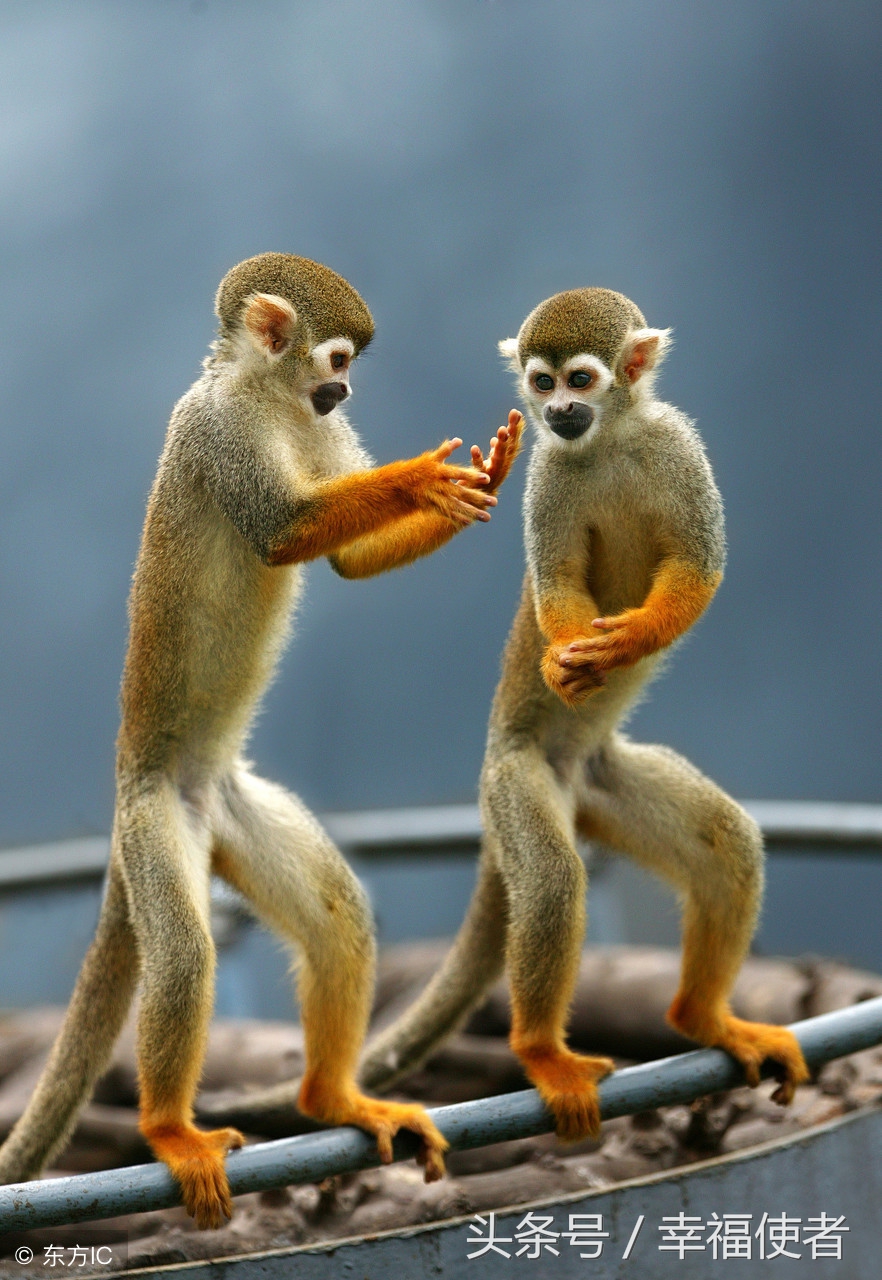 杨紫92年生属猴狗年运势，财源可得，运境吉祥