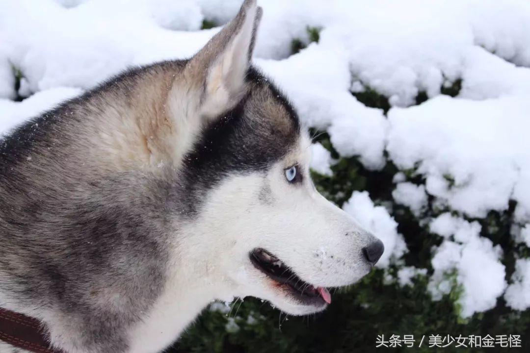 哈士奇和西伯利亚雪橇犬什么关系,为什么哈士奇叫雪橇犬