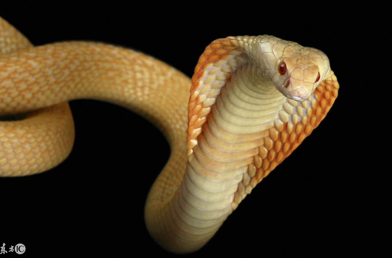 爬宠合集,爬宠大作战视频