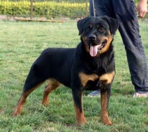 忠心护主不咬人的狗有哪些品种,忠心护主的狗完整视频