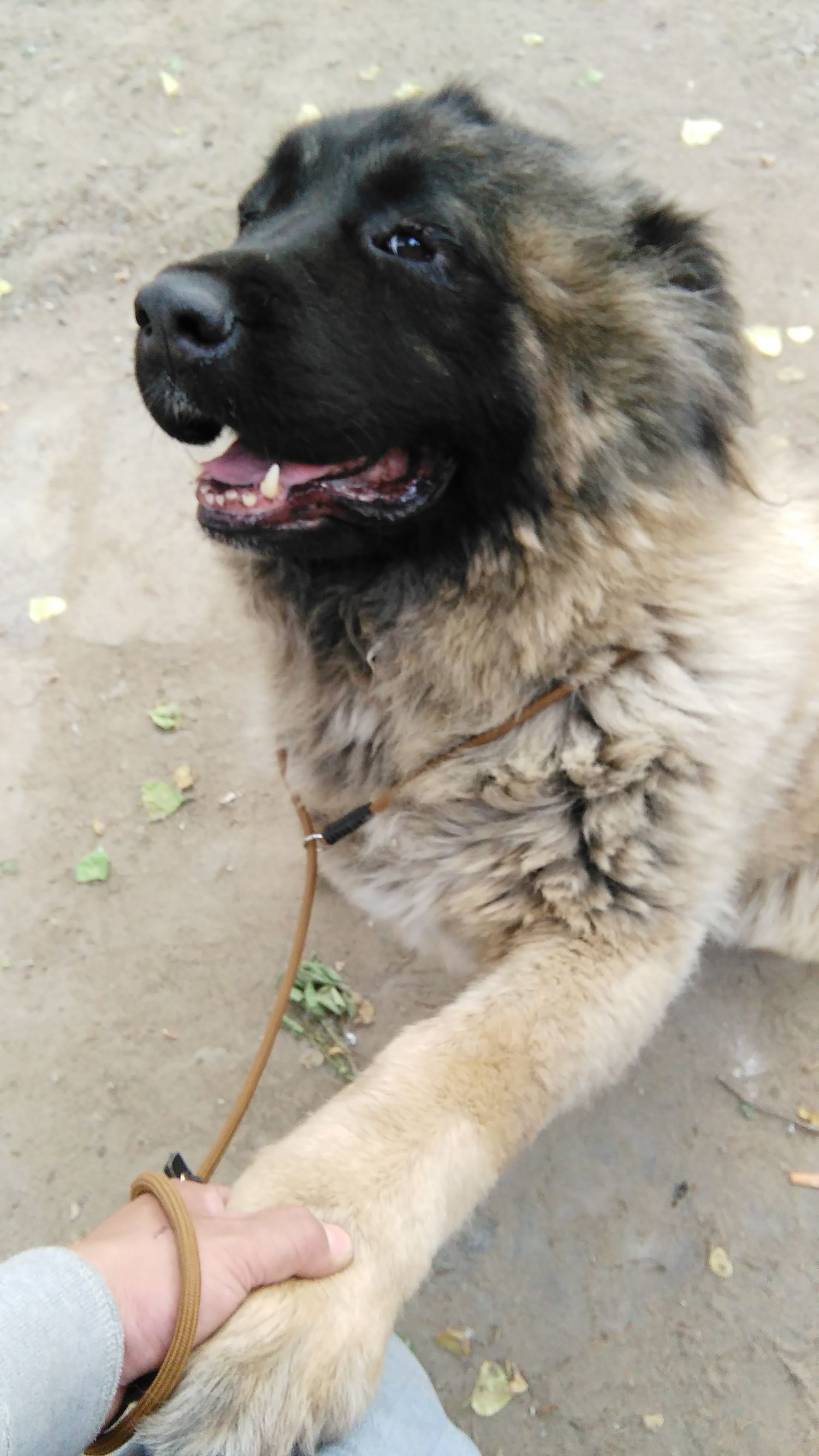 狗年将至！乱弹几则人与狗，跳跃发散型思维叙事，与君同游同乐！