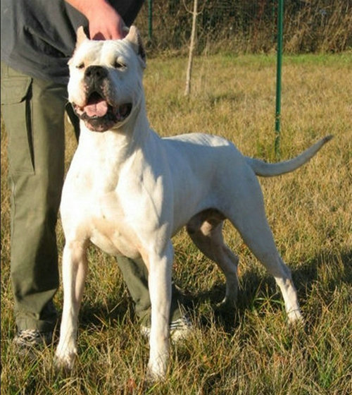 世界十大猛犬藏獒只排第二名,最忠诚十大猛犬西藏山南地区藏獒