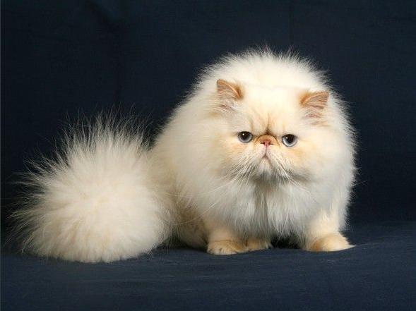 喵星人的3种类型,喵星人类型对照表