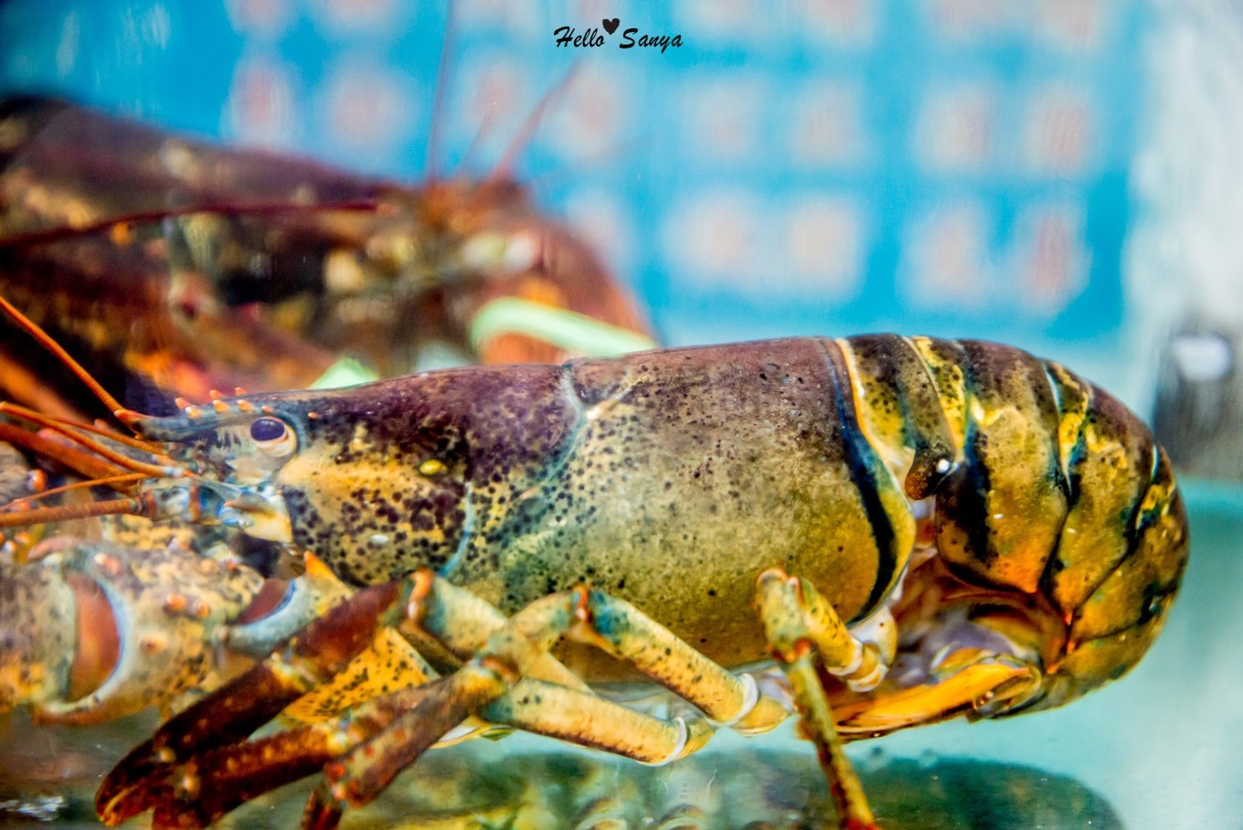 吃货们的福利，春节来三亚，墙裂推荐的特色美食全攻略