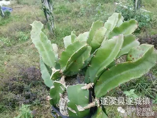 火龙果高温日灼防治经验,火龙果防霜冻