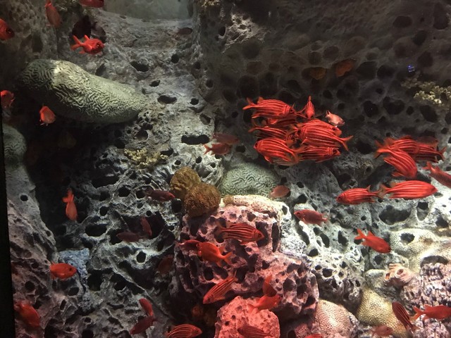 两天一晚珠海长隆旅游攻略,珠海长隆旅行一日游需要准备什么