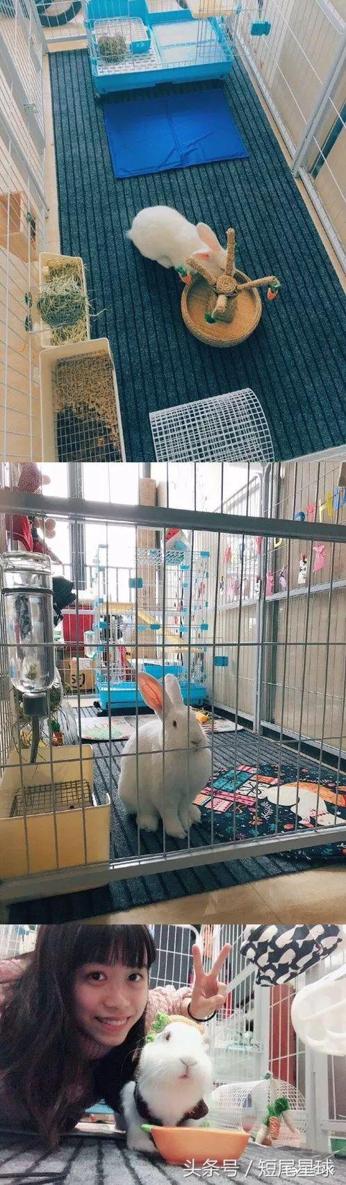 兔兔需要买多大的兔笼,兔兔的专用兔笼