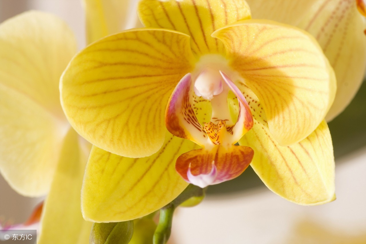 十年的肠易激综合征自愈方法,肠易激综合征治疗药物有哪些