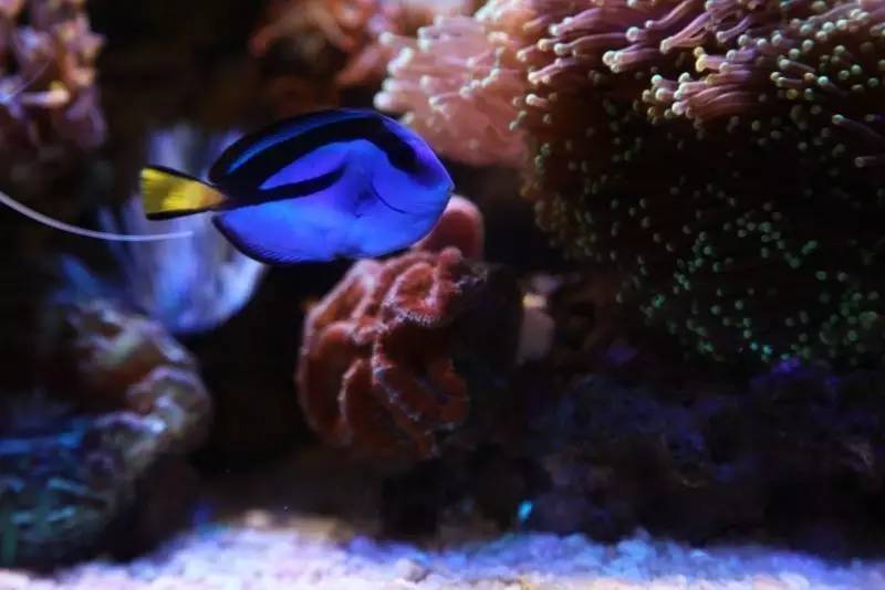 给我一个小缸，我要塞满整片海洋~