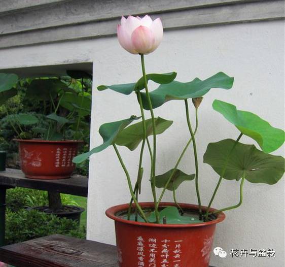 碗莲睡莲荷花种子区别,碗莲荷花睡莲图片