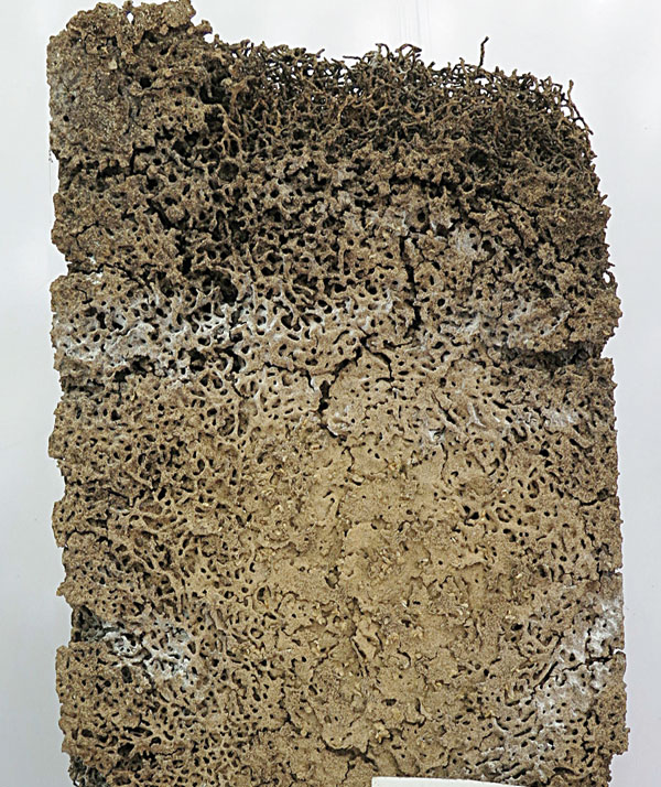 专业的防治白蚁专家,专业防治白蚁用什么药