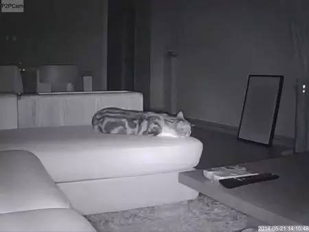 如小果专访：菲比和她家的肉丝！