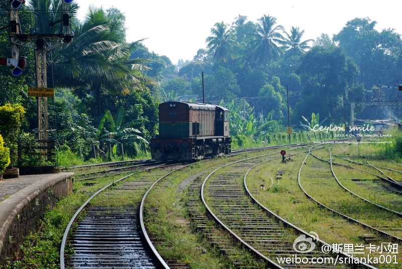怎样选锡兰红茶,小白学茶的100个基础