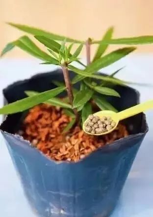 这么给花修剪，让它的株型更漂亮